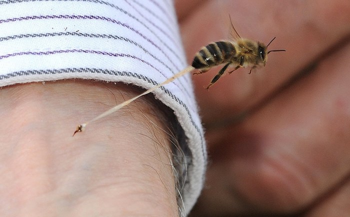 УКУС: пчелы или осы, что делать