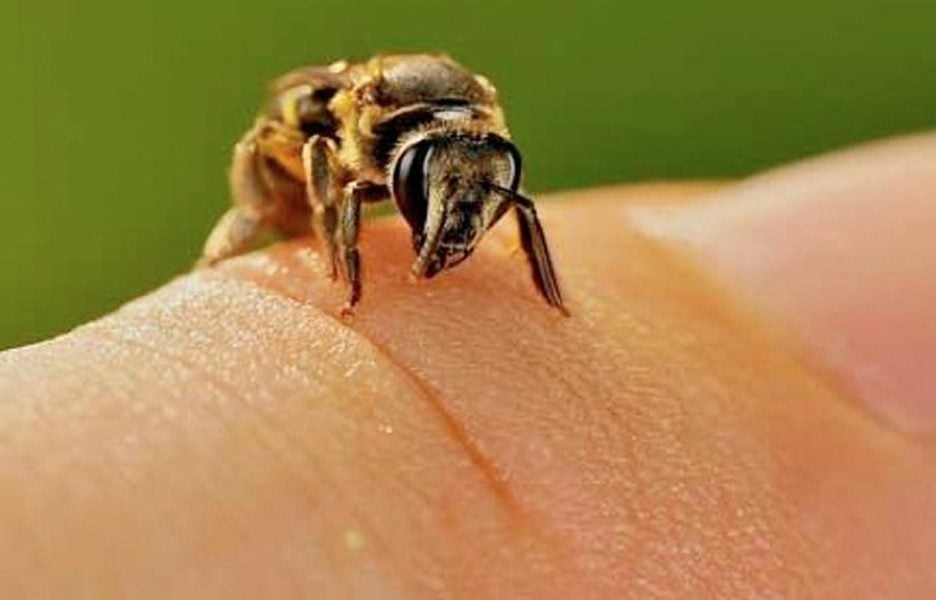 УКУС: пчелы или осы, что делать