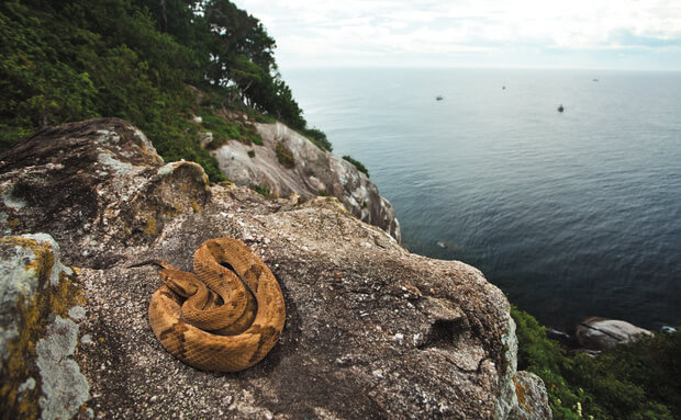 остров змей